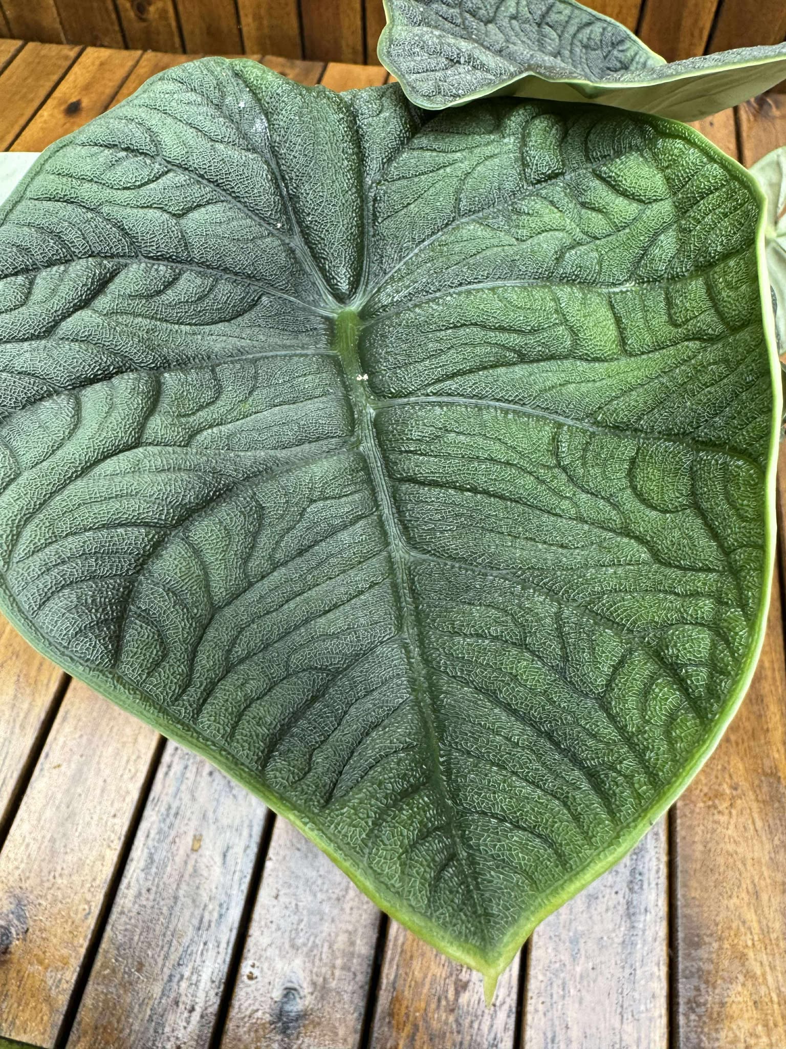 Alocasia Melo