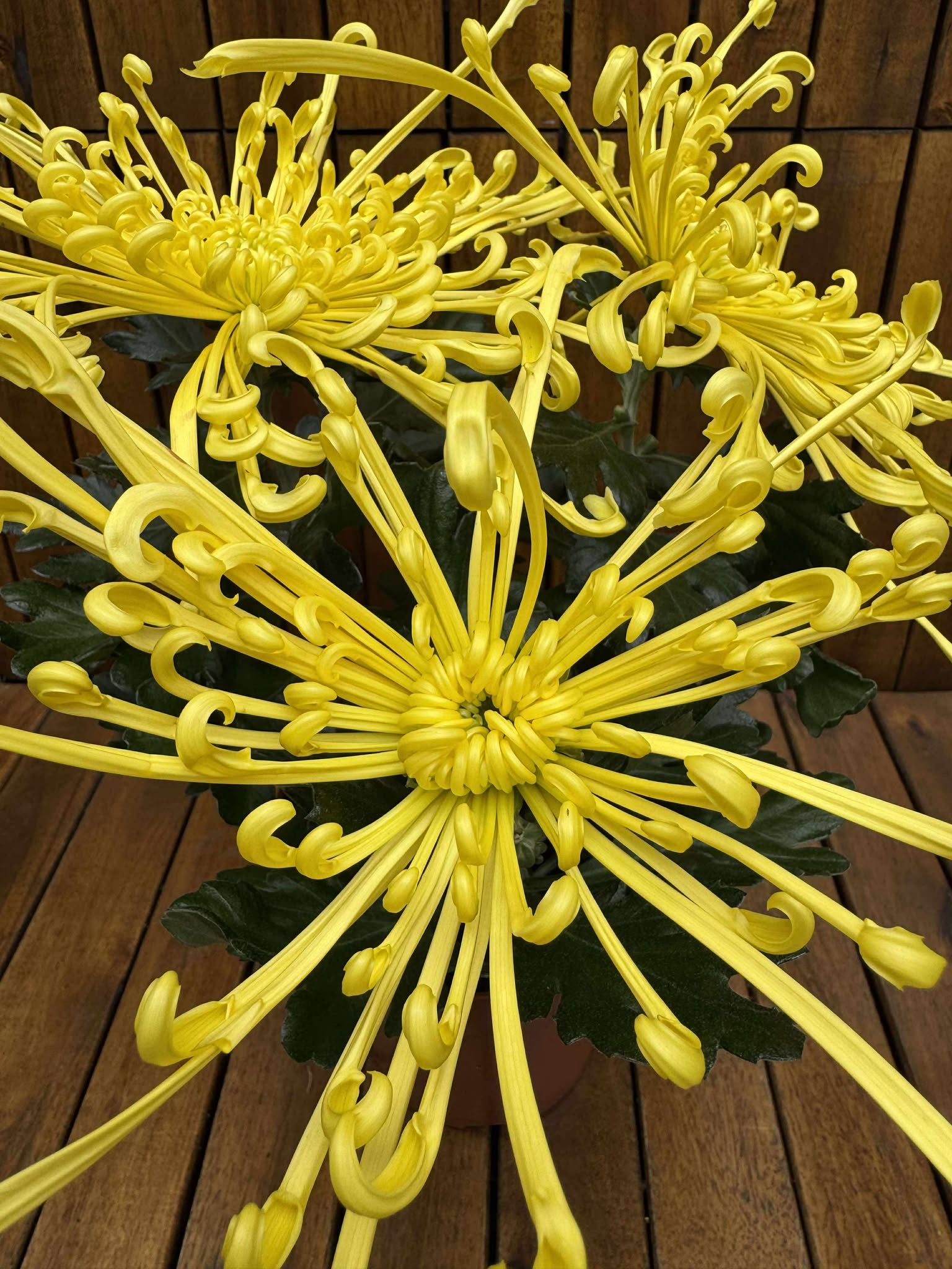 Crizantema Spider Yellow