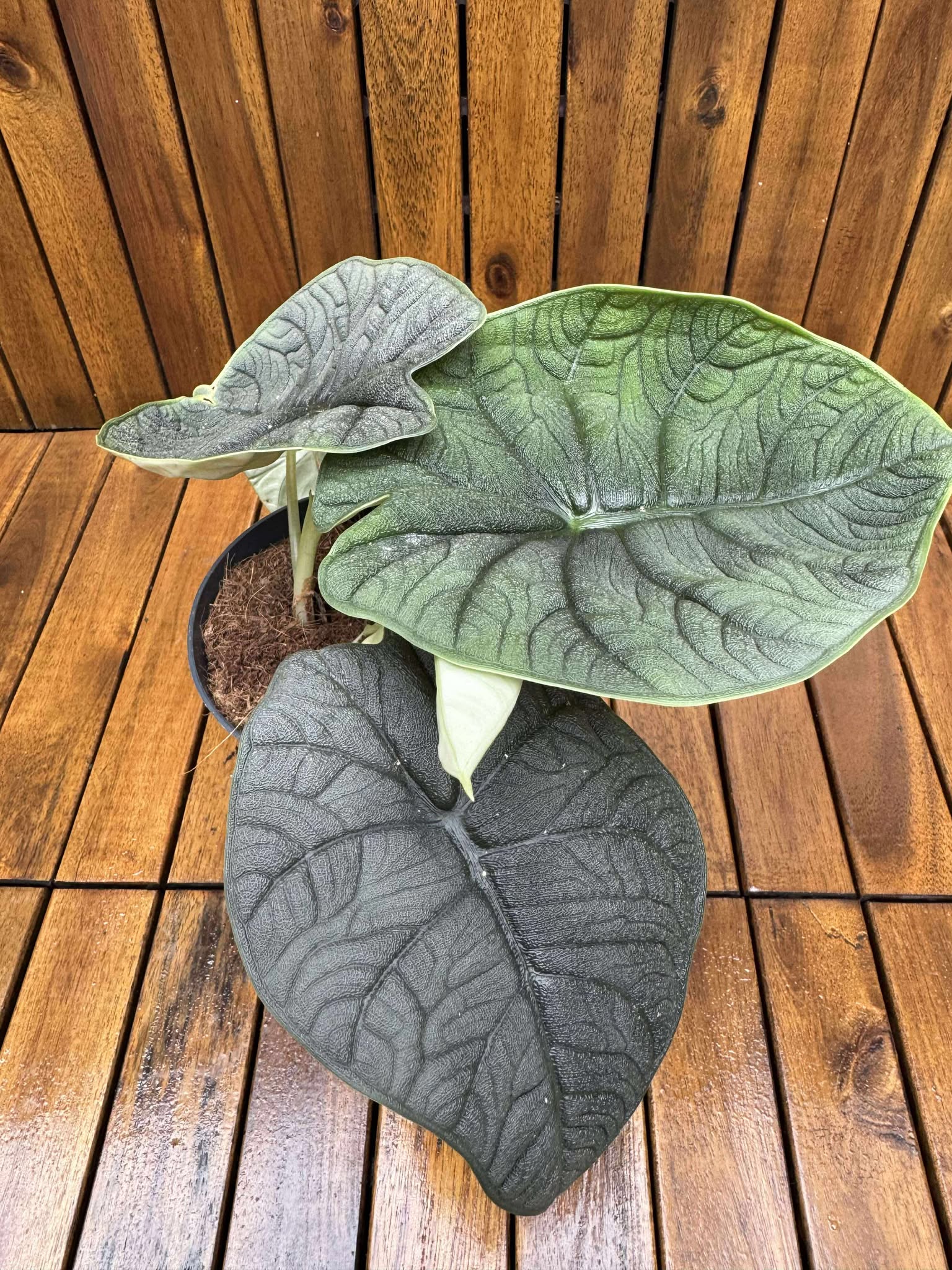 Alocasia Melo