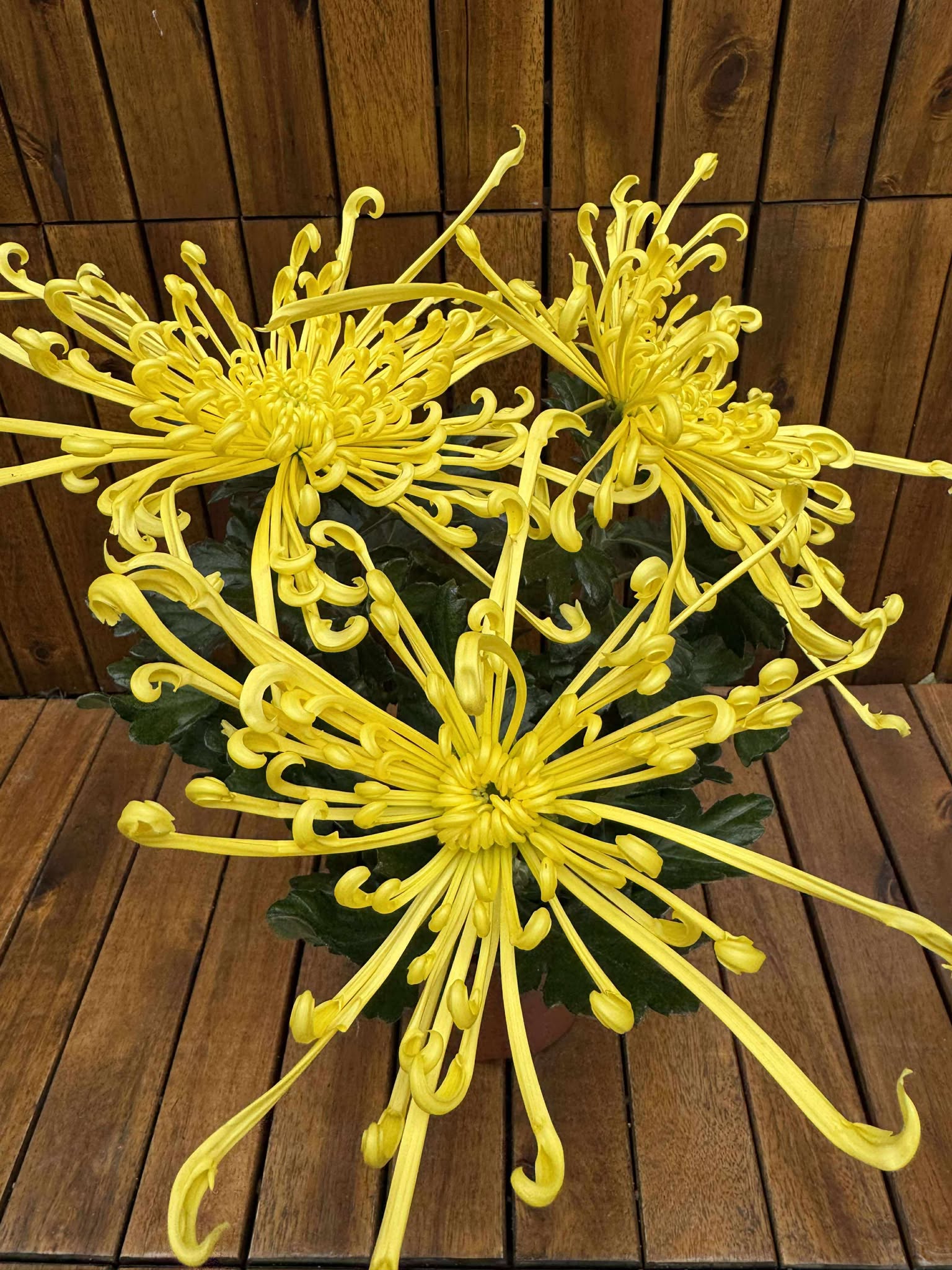 Crizantema Spider Yellow