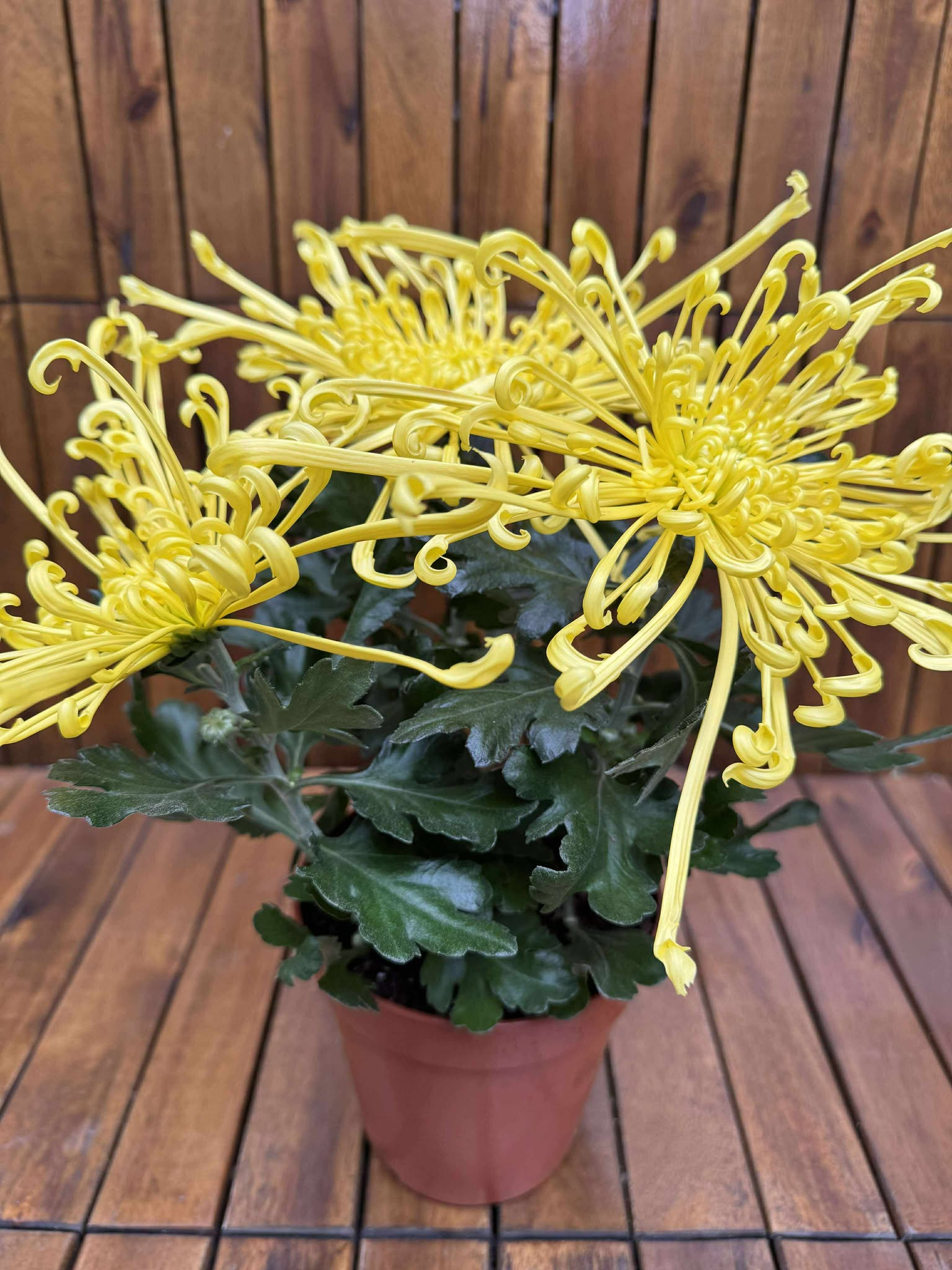 Crizantema Spider Yellow