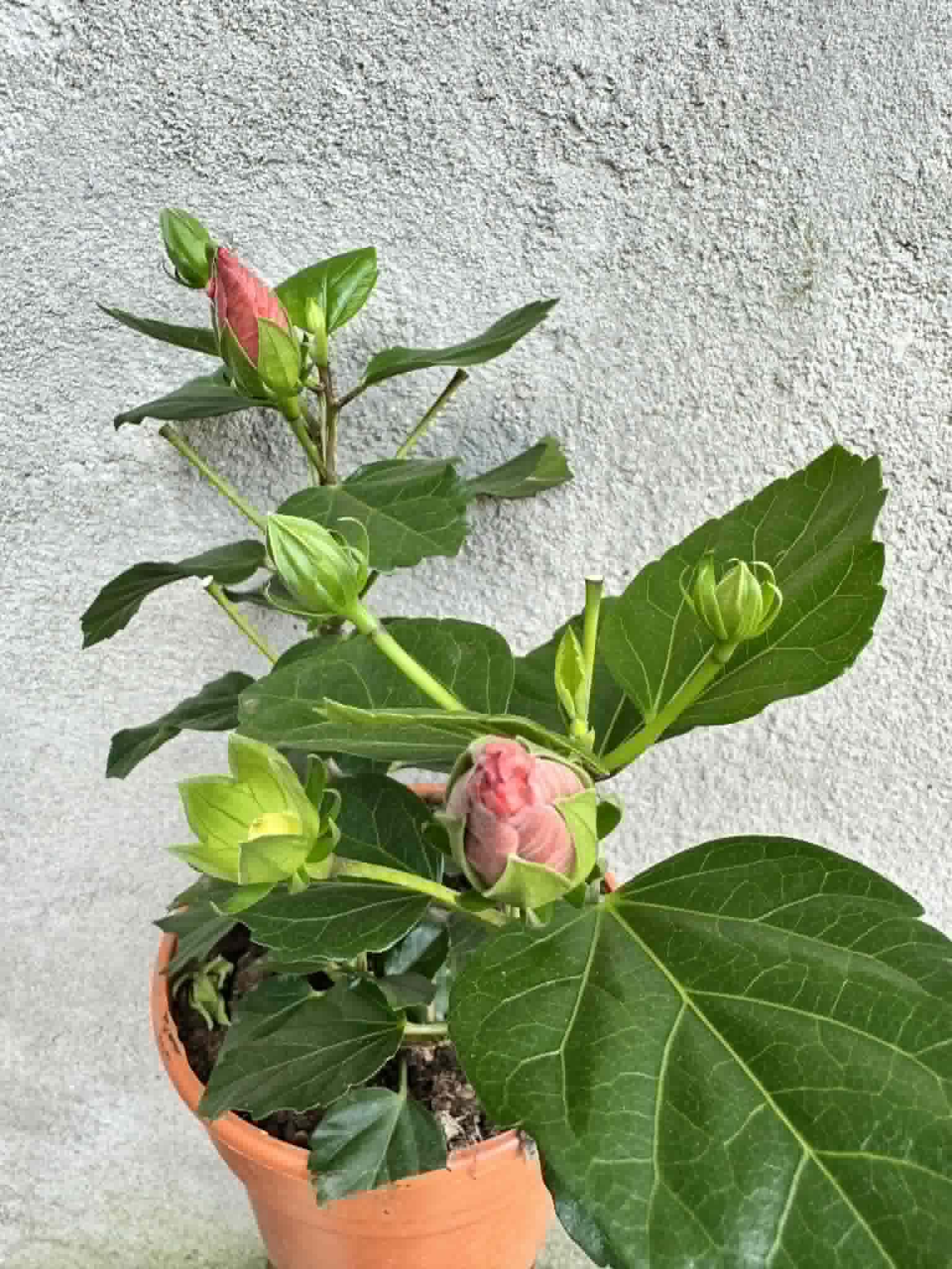 Hibiscus Grecia, roz – Terrarium Plante