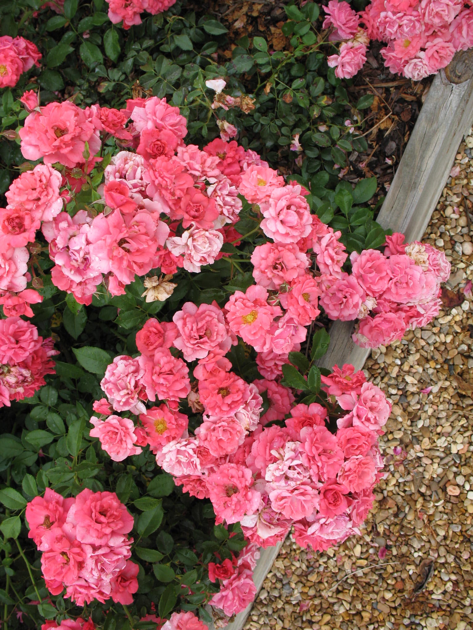 Trandafir in ghiveci Pink Blancket