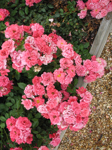 Trandafir in ghiveci Pink Blancket