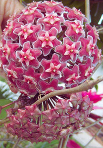 Hoya Pubicalyx Red Buttons