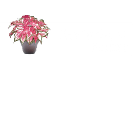 Terrarium Plante