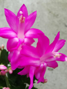 Schlumbergera/Cactusul Craciunului, roz-siclam