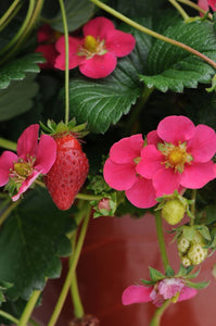 Capsuni Fragaria Ananasa Toscana