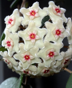 Hoya Mathilde D15