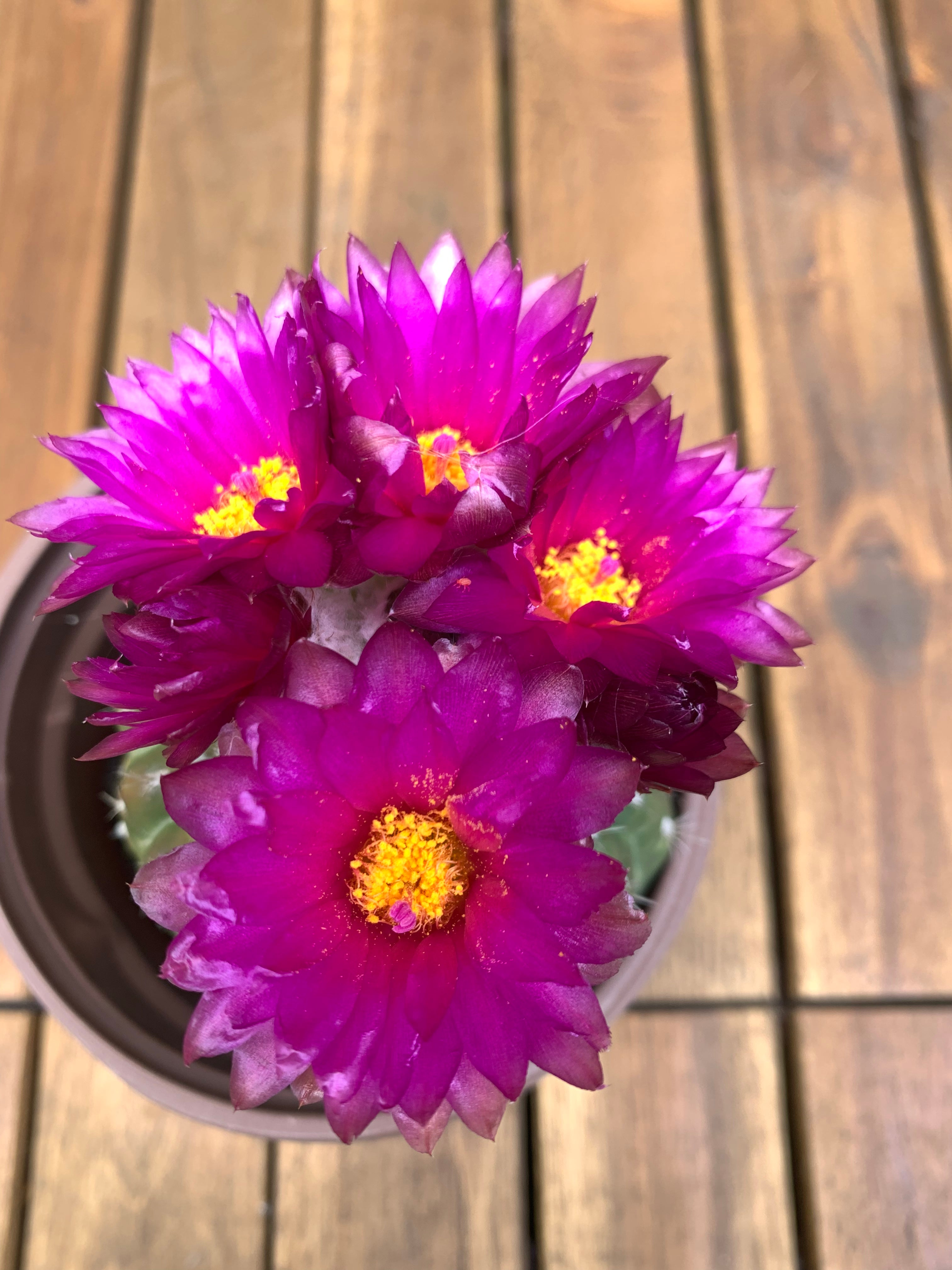 Echinopsis Oxygona