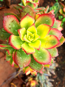 Aeonium Kiwi