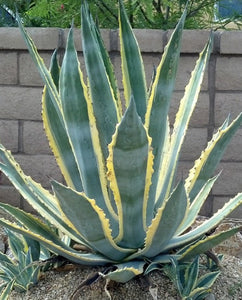 Agava americana variegata