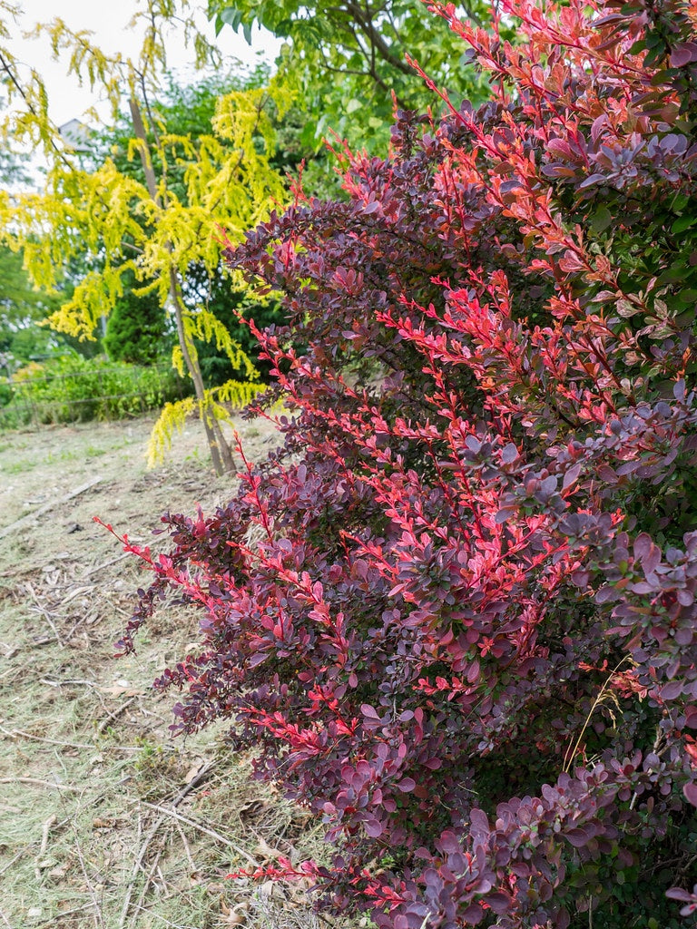 Berberis Atropurpurea