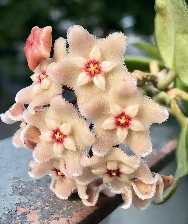 Hoya Mathilde D15