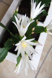 Cactusul Pastelui alb
