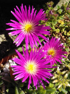 Delosperma Purple