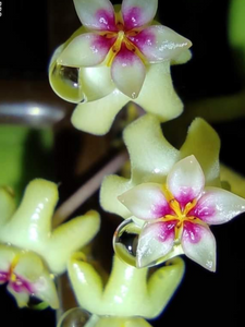Hoya Parasitica D12