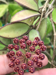 Hoya Rosita