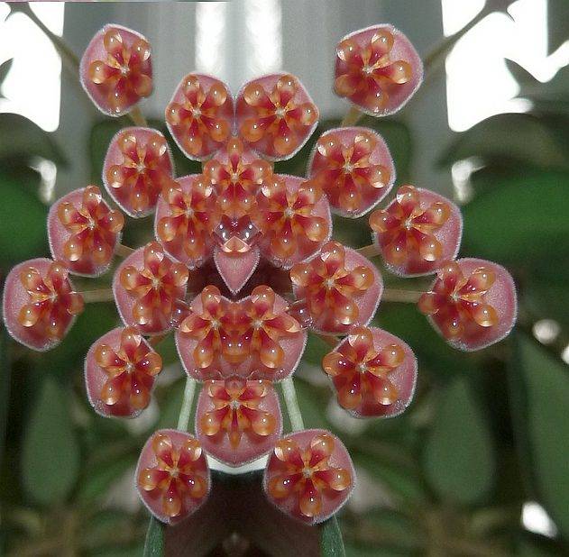 Hoya Burtoniae Variegata