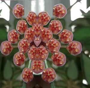 Hoya Burtoniae Variegata