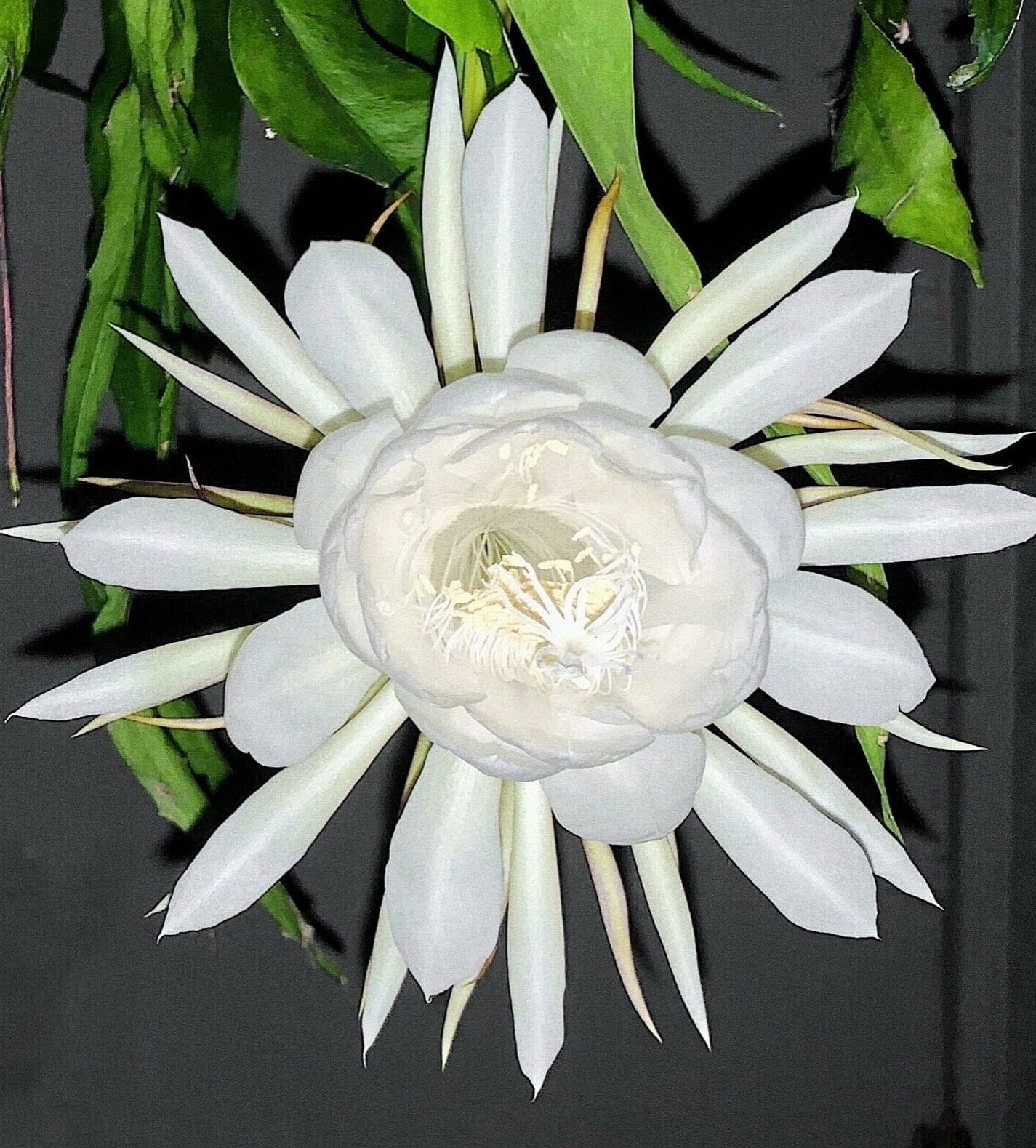 Epiphyllum Pumillum