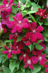 Clematis Rouge Cardinal