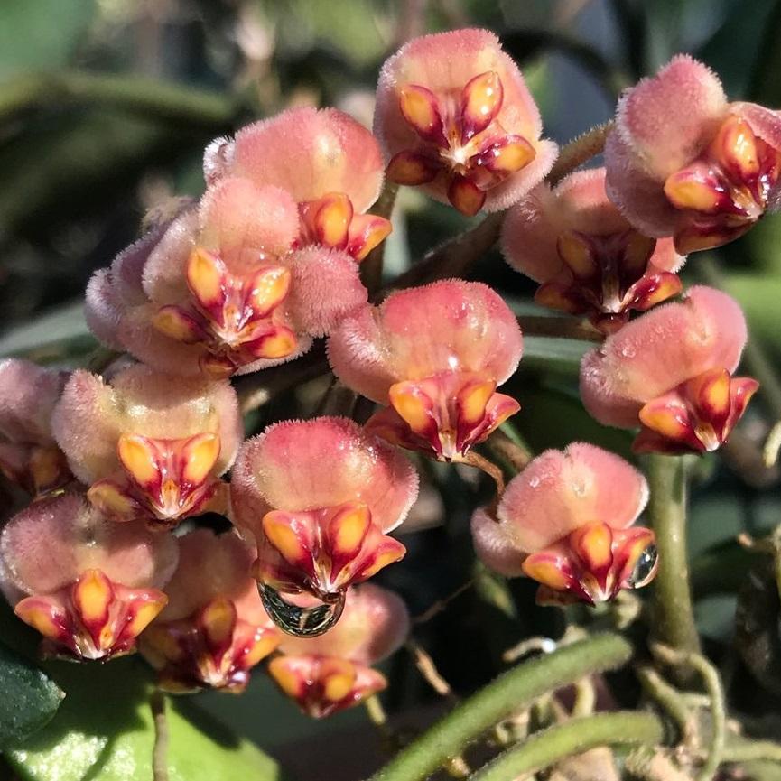 Hoya Burtoniae Variegata