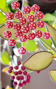 Hoya Burtoniae Variegata