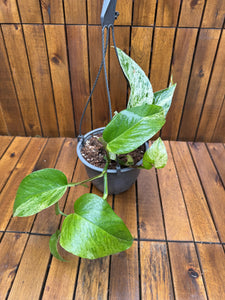 Epipremnum Marble Queen