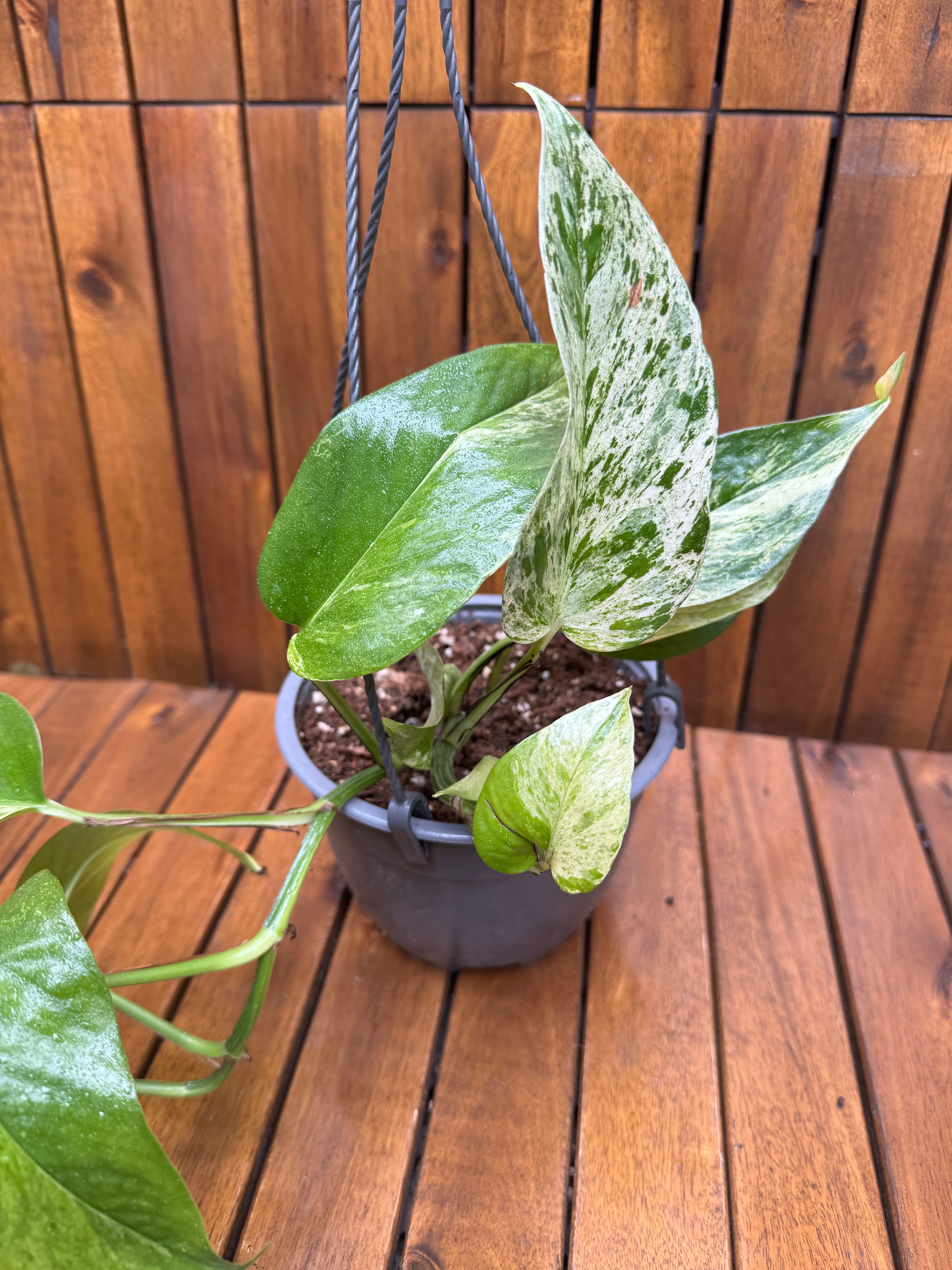 Epipremnum Marble Queen