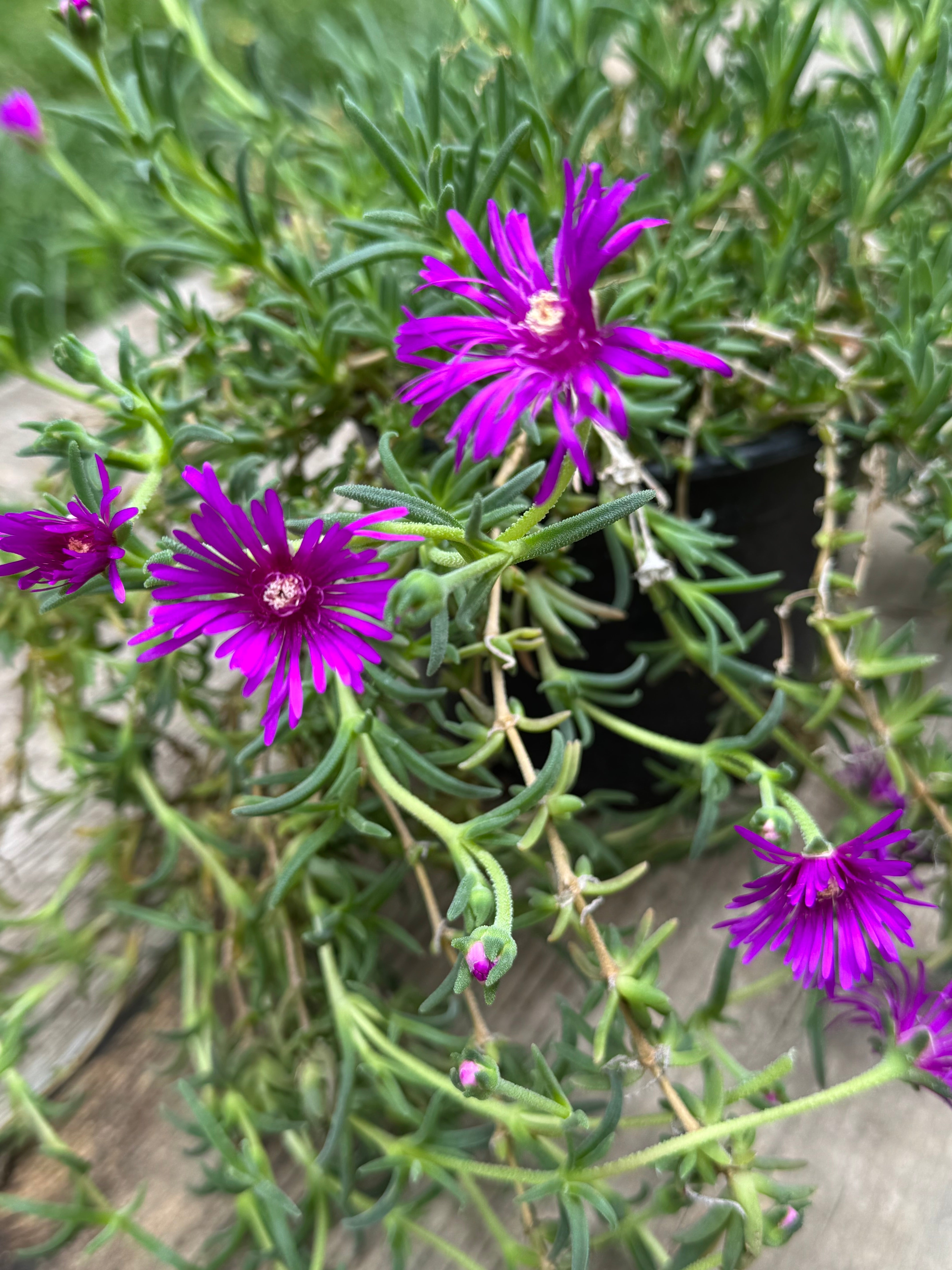 Delosperma Purple D15