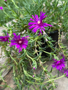 Delosperma Purple D15