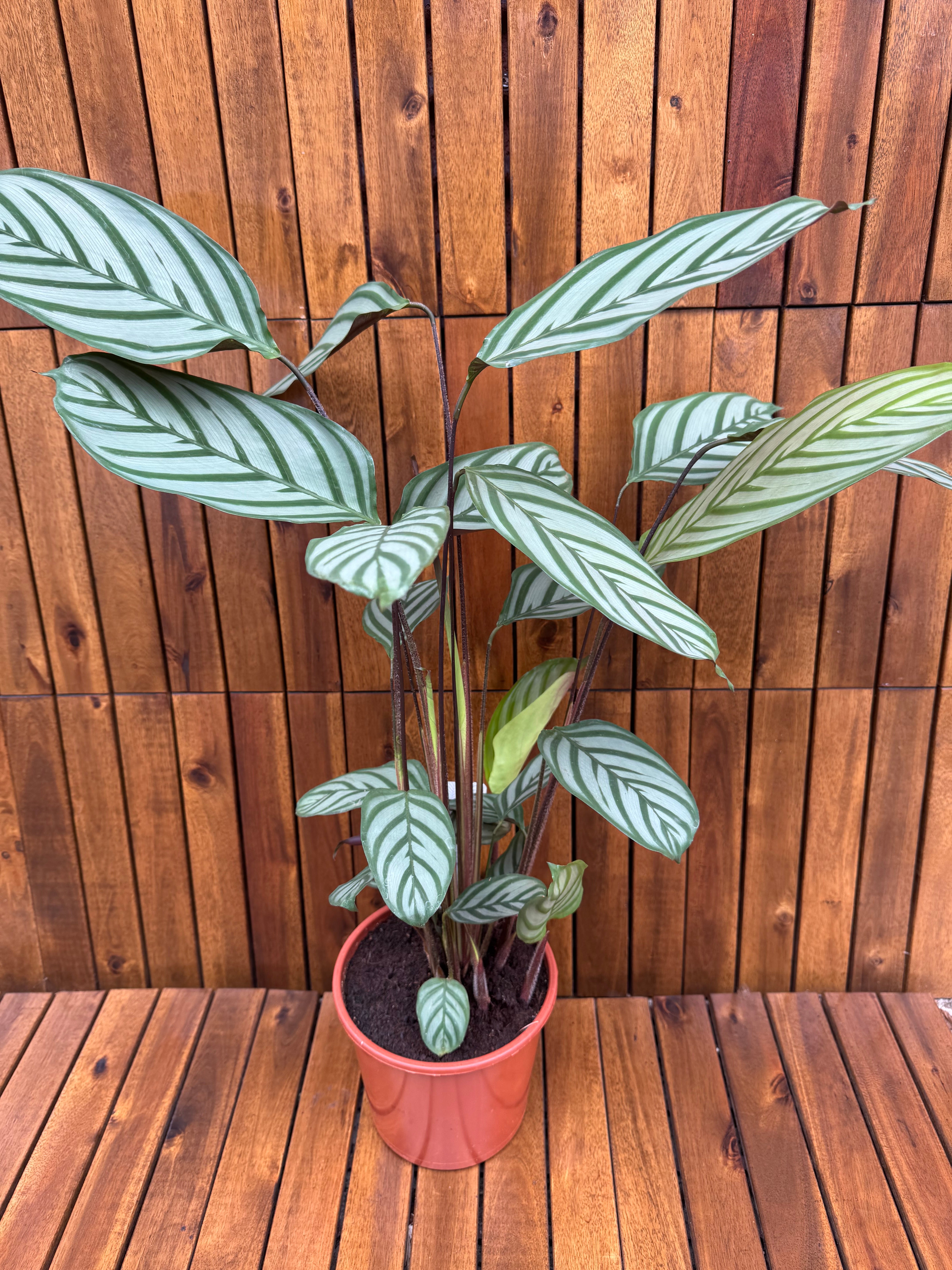 Ctenanthe Openhaimer D19