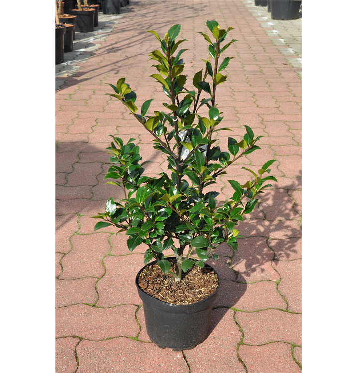 Ilex Heckenfee