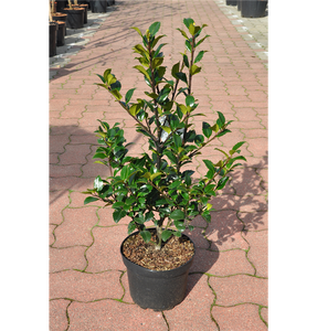 Ilex Heckenfee
