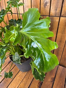 philodendron atlantis Philodendron Atlantis – Terrarium Plante
