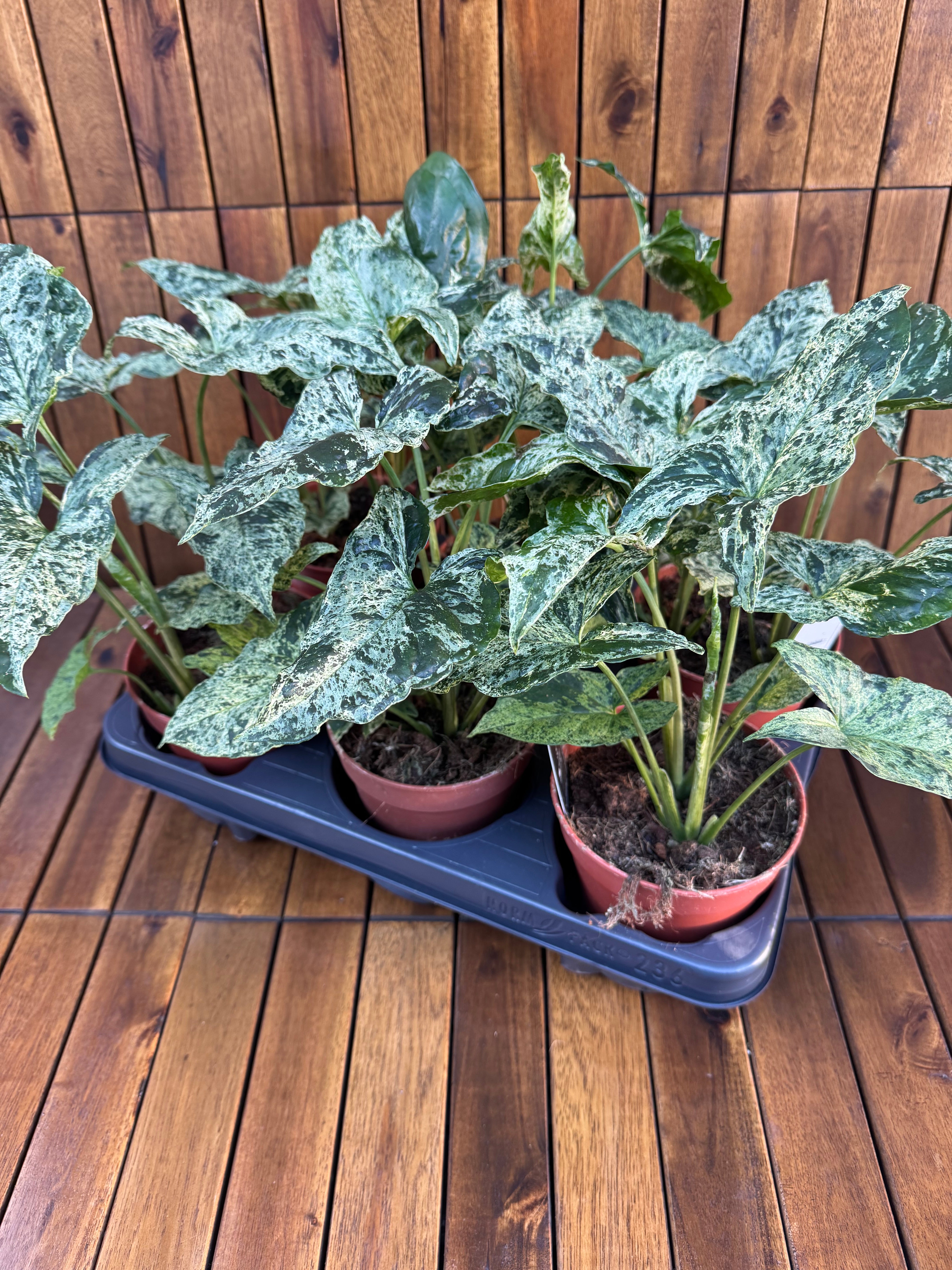 Syngonium Mottled/Mojito