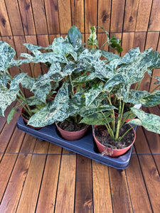 Syngonium Mottled/Mojito