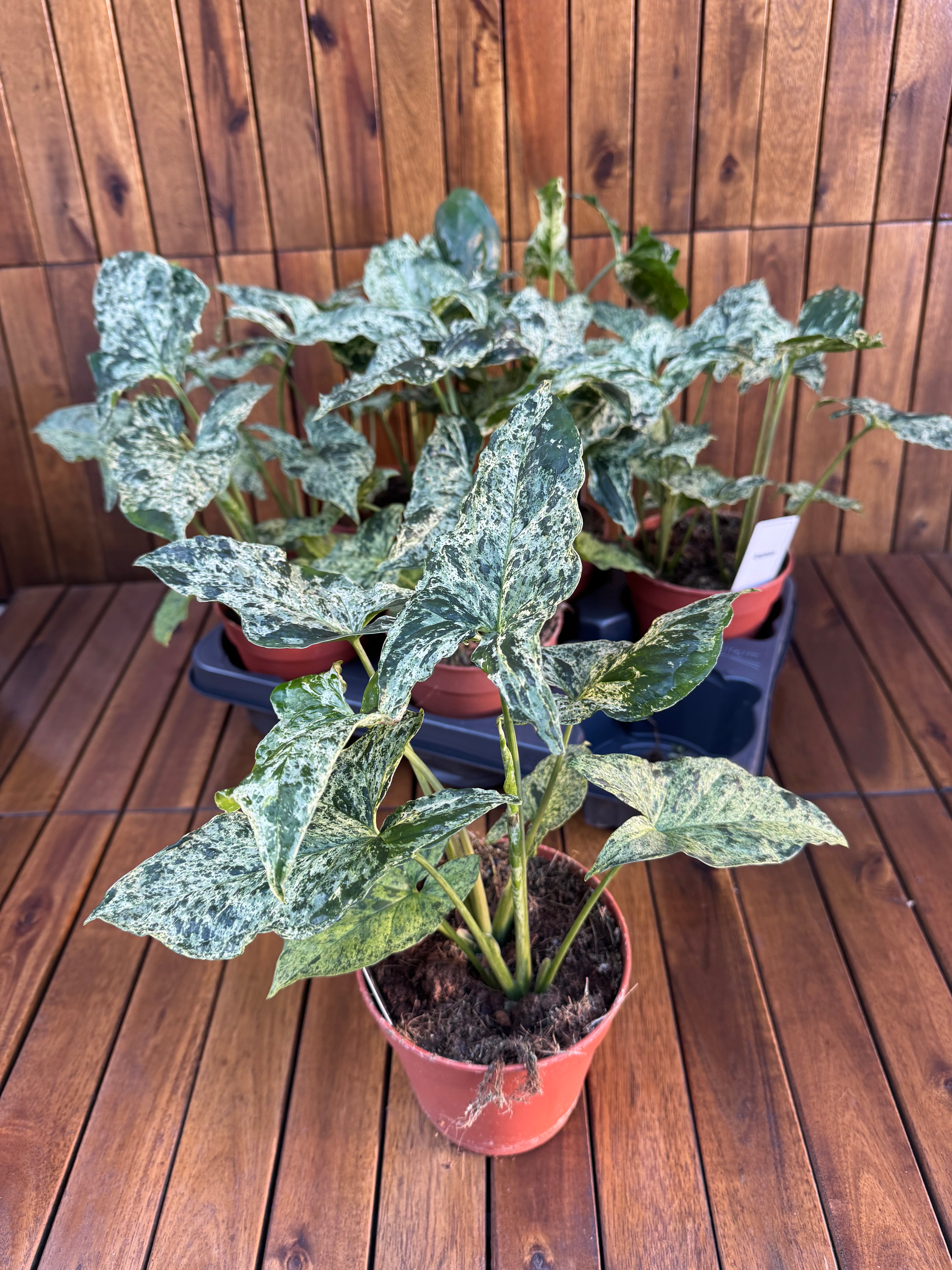 Syngonium Mottled/Mojito