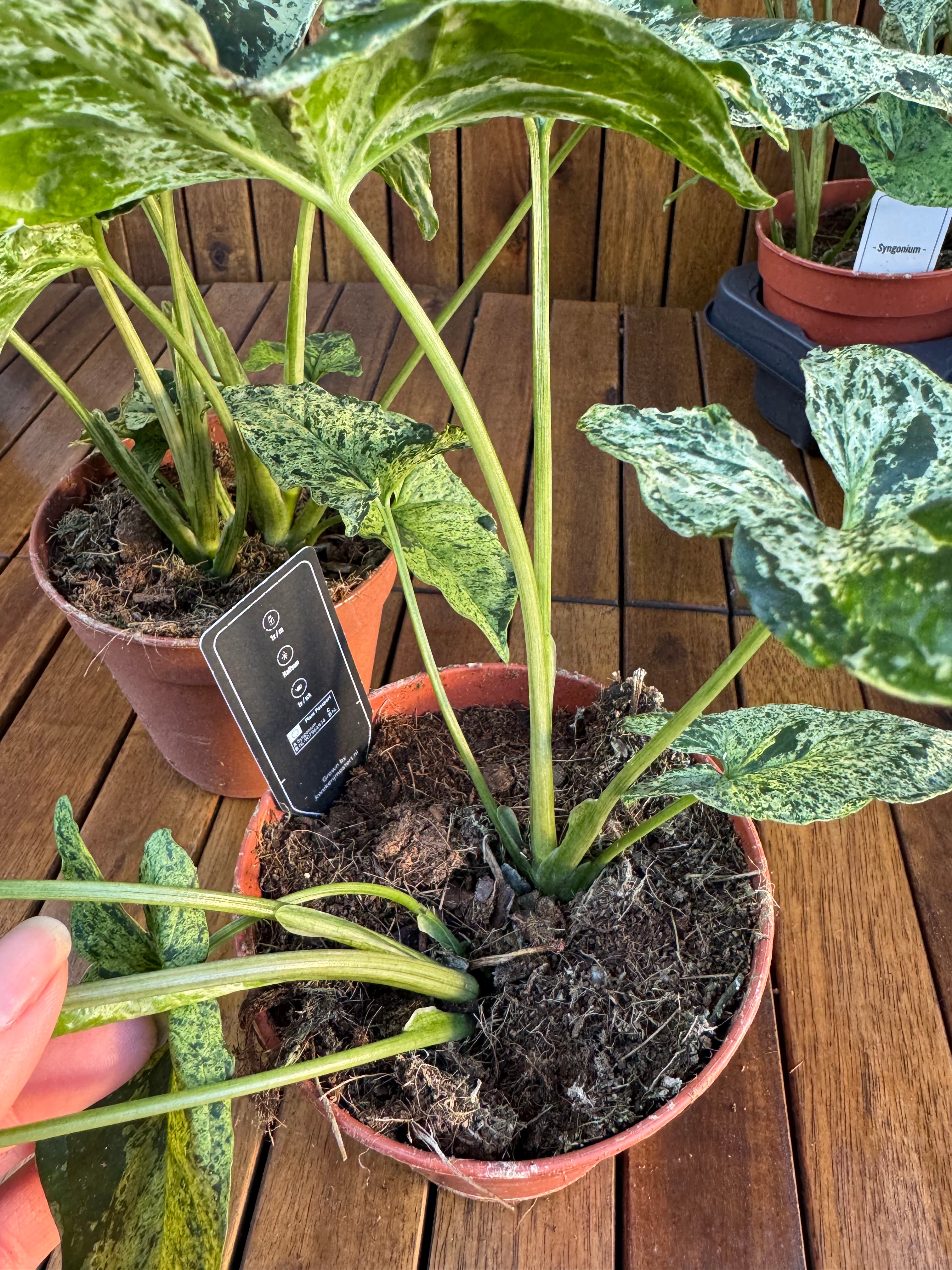 Syngonium Mottled/Mojito