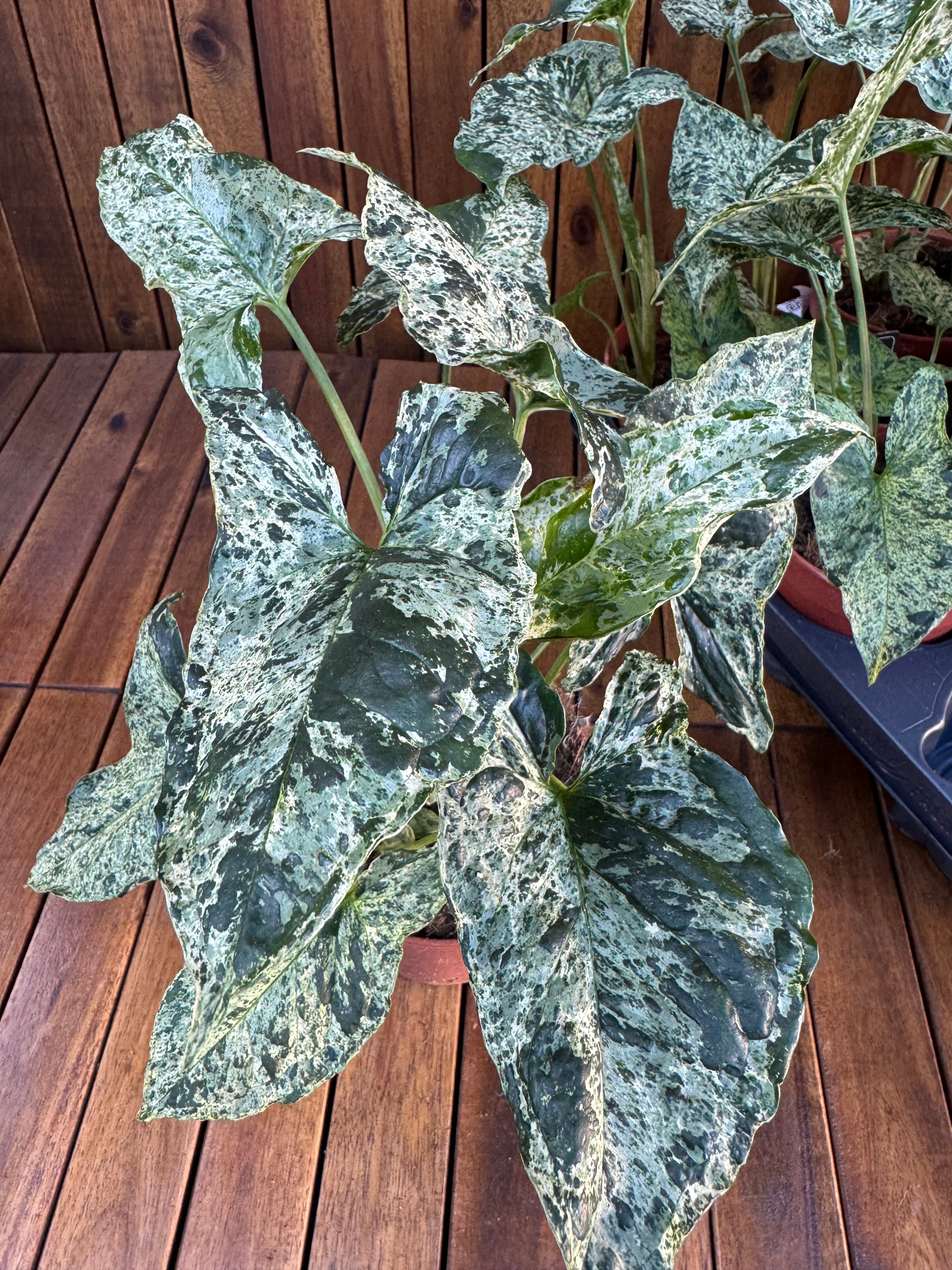 Syngonium Mottled/Mojito