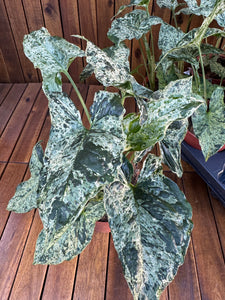 Syngonium Mottled/Mojito