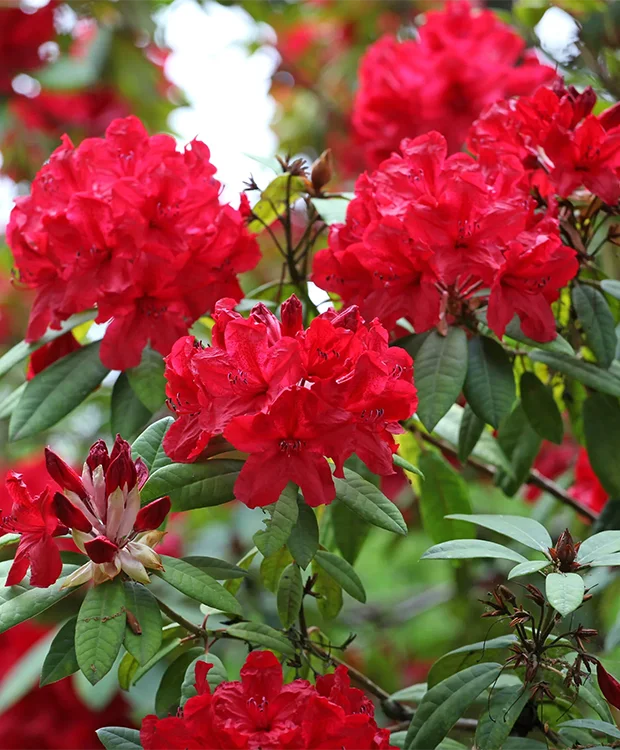 Rhododendron Red Jack