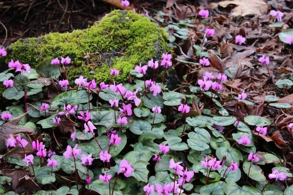 Cyclamen Coumm Pachet 2 bucati