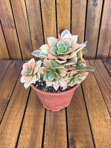 Aeonium Kiwi (exemplarul din foto)