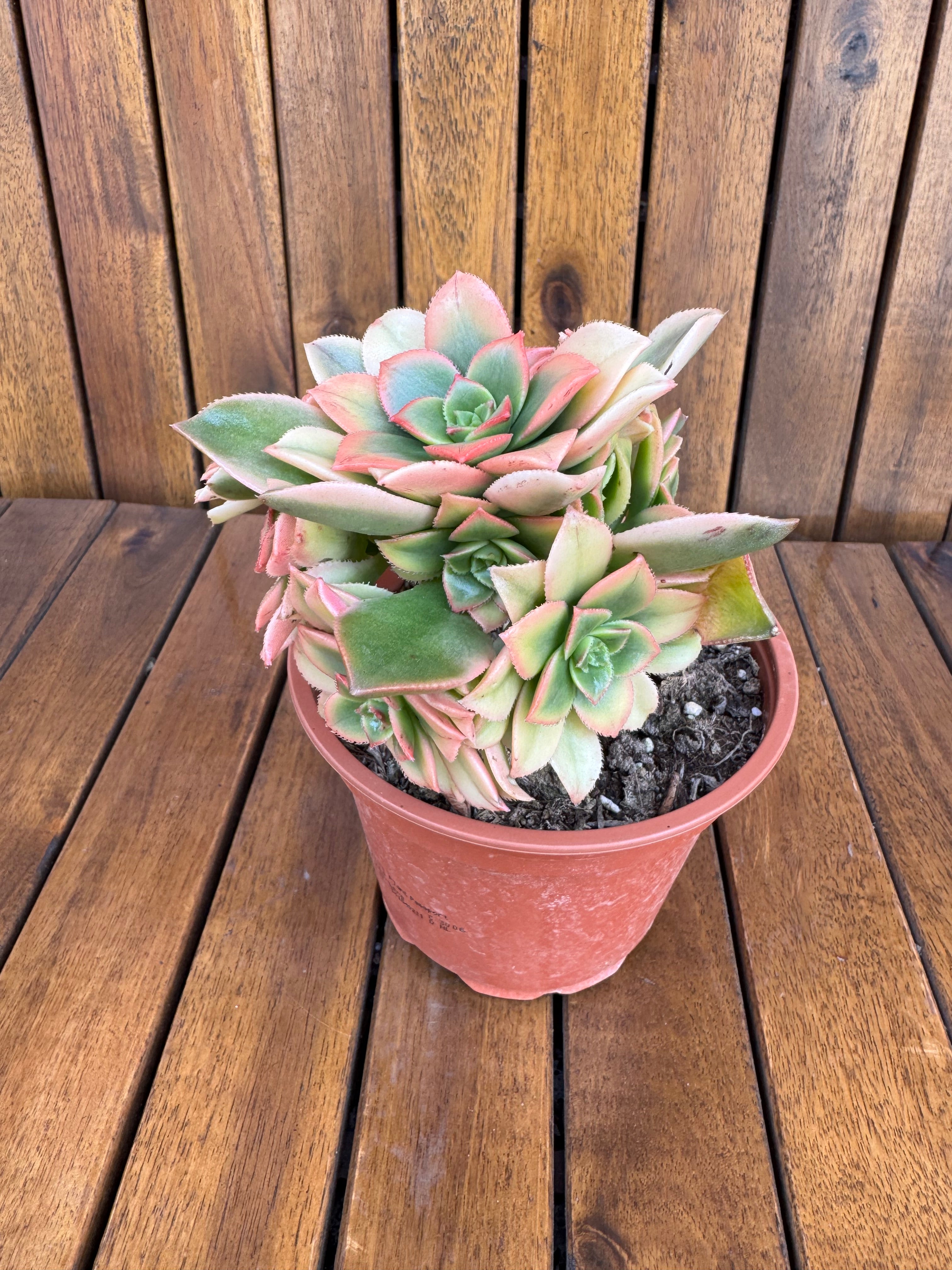 Aeonium Kiwi (exemplarul din foto)