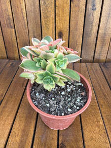 Aeonium Kiwi (exemplarul din foto)