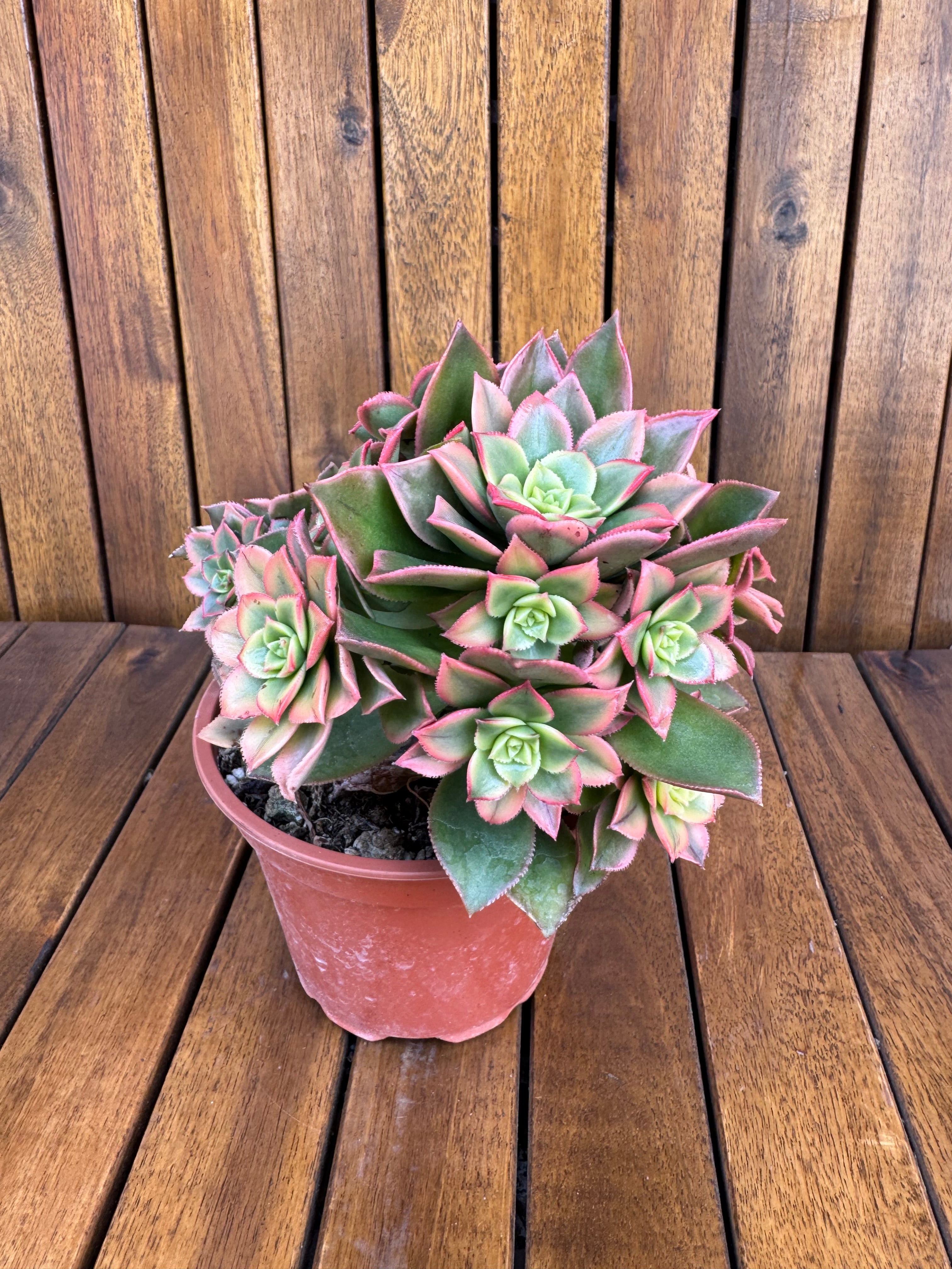 Aeonium Kiwi (exemplarul din foto)