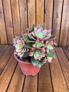 Aeonium Kiwi (exemplarul din foto)