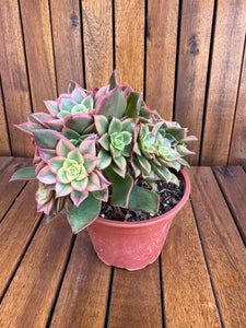 Aeonium Kiwi (exemplarul din foto)